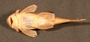 Neblinichthys pilosus FMNH 96617 1of2 ventral